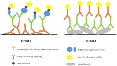 A lateral flow immunoassay for the rapid identification of Candida auris from isolates or directly from surveillance enrichment broths